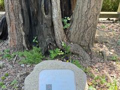 -上海佘山国家森林公园天马山园