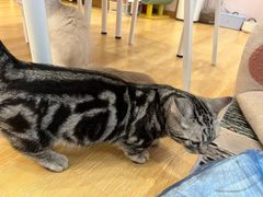 -猫咪派对(江南西店)