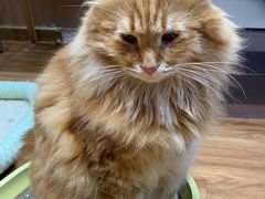 -MOCHA明星猫咖(田子坊店)