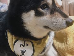 -逗柴咖啡屋·狗咖猫咖宠物桌游