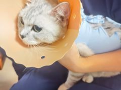 -伟伟宠物医院·CT影像中心·瑞派犬猫综合性门诊(汉口总院)