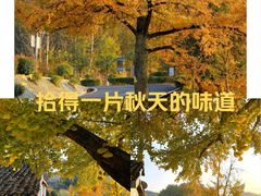 -千年银杏谷文化旅游区