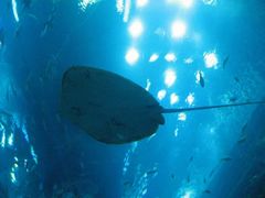 -迪拜水族馆及水下动物园