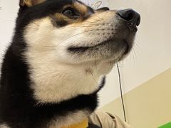 -美联众合动物医院·24h转诊中心