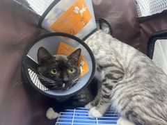 -荔康动物医院(康王北路店)