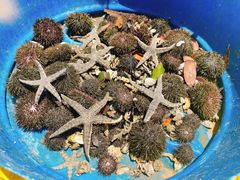 -蓝湾碧波·老字号·疍家非遗海上餐厅