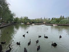 -溱湖国家湿地公园