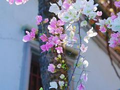 -深圳国际园林花卉博览园