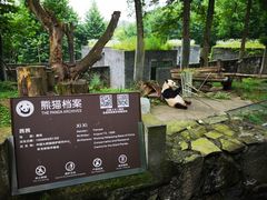 -都江堰中华大熊猫苑