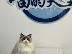-喵的天空名猫咖啡馆·撸猫·猫舍·用品