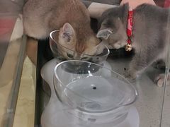 -糯米喵星人总部直营旗舰店·猫舍·幼猫出售