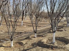 -永定河休闲森林公园