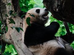 -都江堰中华大熊猫苑