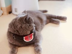 -猫在这儿猫咪咖啡馆·撸猫馆