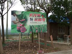 -海上花岛玫瑰园采摘