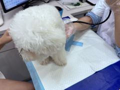 -博特宠物医院24h犬猫全科.骨科·异宠
