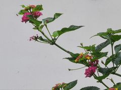 -十八棵（老龙井）御茶园(老龙井店)