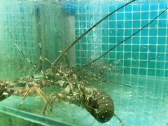 -白仁仔· 活烤海鲜 宵夜(豫园店)