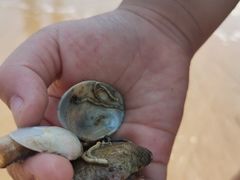 -东疆理想海岸沙滩景区