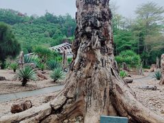 -深圳仙湖植物园