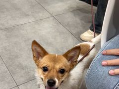 -帕帕拉兹宠物(亚洲旗舰店)