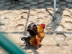 -北京鹿世界主题园