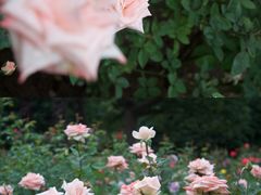 -上海滨江森林公园