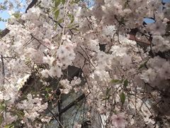 -高东镇樱花园