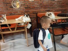 -豆逗聊愈猫阁Easy Life