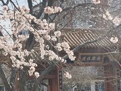 -桃花堤公园