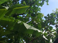 -自然餐厅(Phuket)