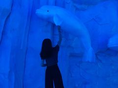 -芜湖新华联大白鲸海洋公园