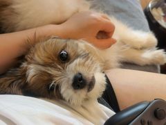 -帕帕拉兹宠物(亚洲旗舰店)