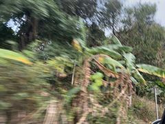 -霸王岭国家森林公园