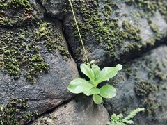 -涂山寺素食餐厅