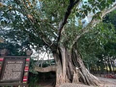 -中国科学院西双版纳热带植物园