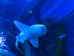 -芜湖新华联大白鲸海洋公园