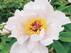 -龙华寺