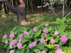 -莲花池公园