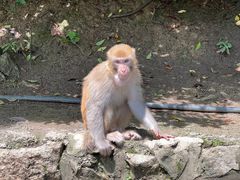 -黔灵山公园