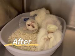 -萌兽医馆·犬猫专科·眼科中心·宠物医院(朝阳门分院)