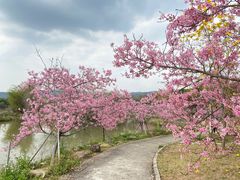 -天适樱花悠乐园