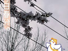-桃花堤公园