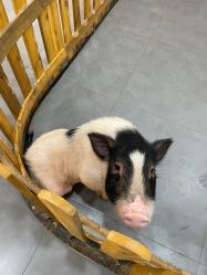 -Moni星球萌宠·小马宝莉·灵蛇·高端高阶全萌宠互动体验俱乐部(红豆国际广场店)