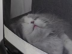 -宠物星动物医院·眼科·异宠·猫科(江南大道总院)