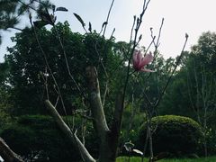 -深圳国际园林花卉博览园