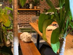 -松果猫咖(桐乡吾悦金街店)