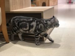 -藏猫猫咖啡主题馆(中央大道店)