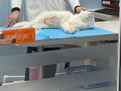 -纳吉亚猫专科动物诊疗中心(蒋宅口分院)