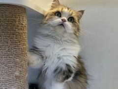 -十月米努特矮脚猫舍
